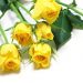 父の日の花の種類と花言葉とは？贈る花の色といえば何色？